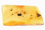 Six Fossil Springtails (Collembola) and Bark Fragment in Baltic Amber #294375-2